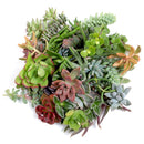 DIY Terrarium Kit, Wedding Favors, Party Favors, Succulent Gift, Fairy Garden Plants, Indoor Gardening