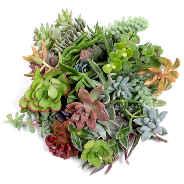 Live Succulent Cuttings Mix, Assorted Variety Pack, Colorful Succulents for DIY Arrrangements