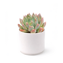 Echeveria Blue Wren care, Blue Wren succulent, rare echeveria hybrid, drought-tolerant echeveria, echeveria Blue Wren for sale