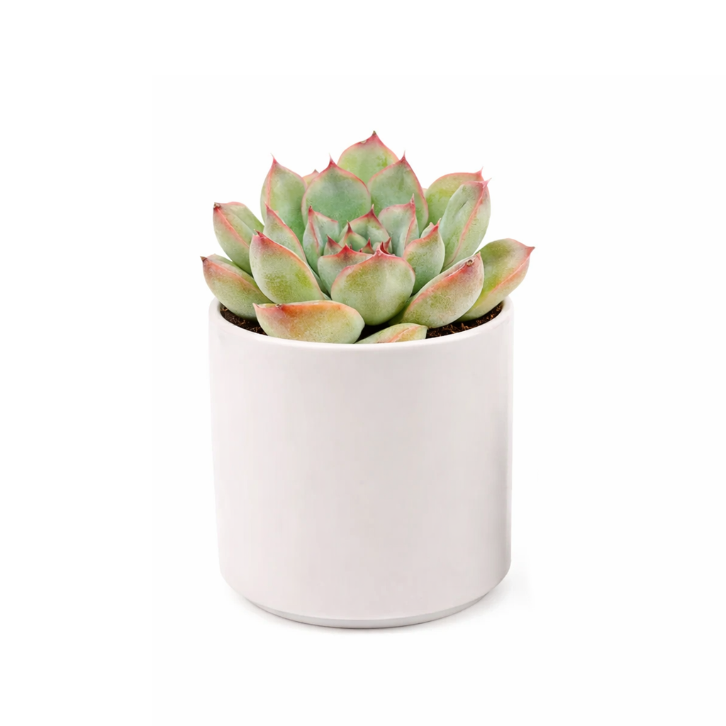 Succulent gifts, Growing succulents indoors, Small indoor plants, Decorative small plants for home, Cute desk plants
