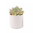 Succulent gifts, Growing succulents indoors, Small indoor plants, Decorative small plants for home, Cute desk plants