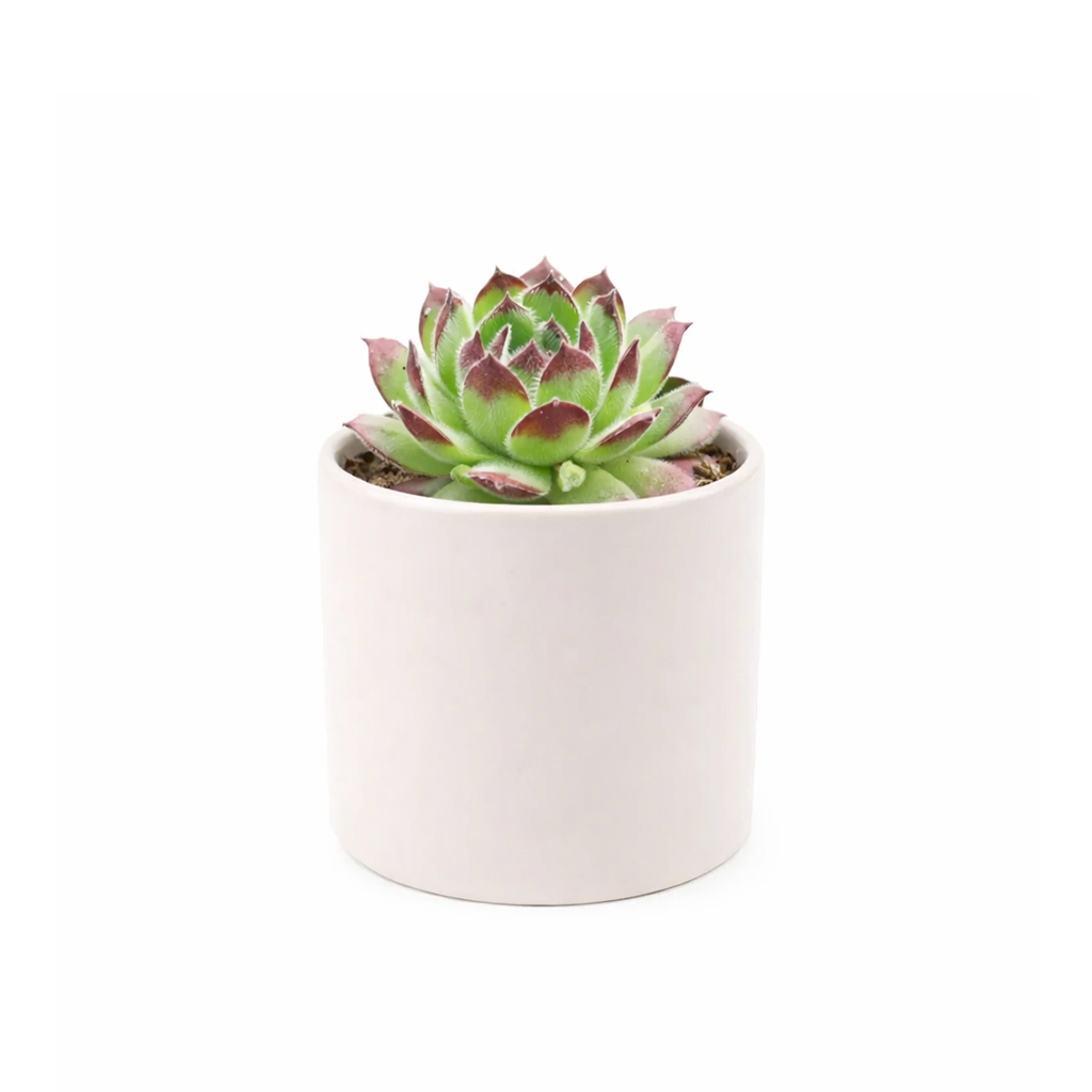 small Sempervivum 'Melanie' for tabletop, 2 inch indoor plants for window sill, Sempervivum 'Melanie' for sale near me