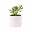2 inch Aeonium lindleyi, green succulents, indoor succulents, succulent care guide, buy succulents online
