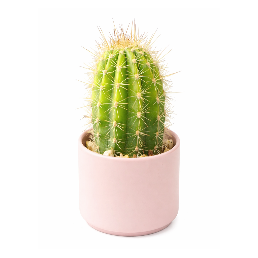 2 inch Echinopsis x huascha hybrid, colorful succulents, 2 inch indoor succulents for sale, buy Echinopsis x huascha hybrid online