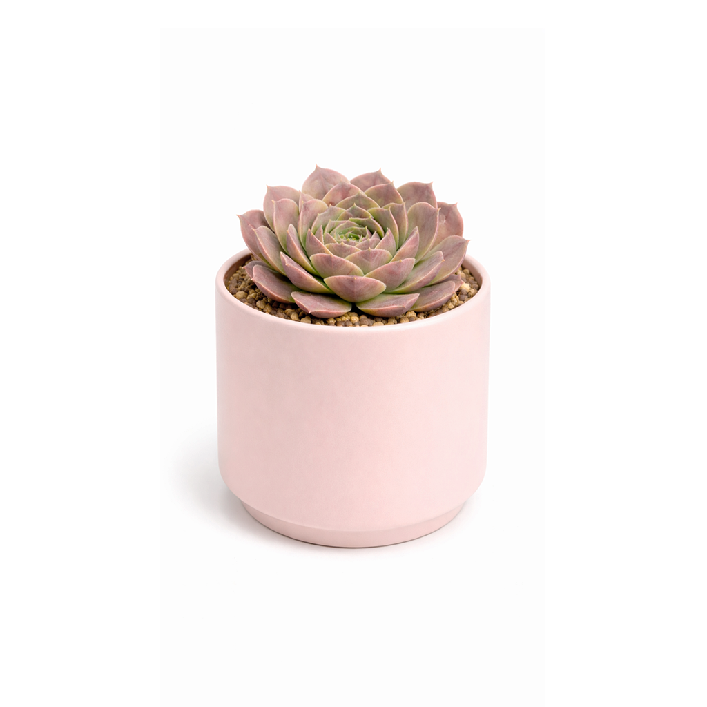 2 inch Sempervivum heuffelii 'Saffarina',  indoor succulents, succulent care guide, buy succulents online