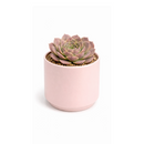 2 inch Sempervivum heuffelii 'Saffarina',  indoor succulents, succulent care guide, buy succulents online