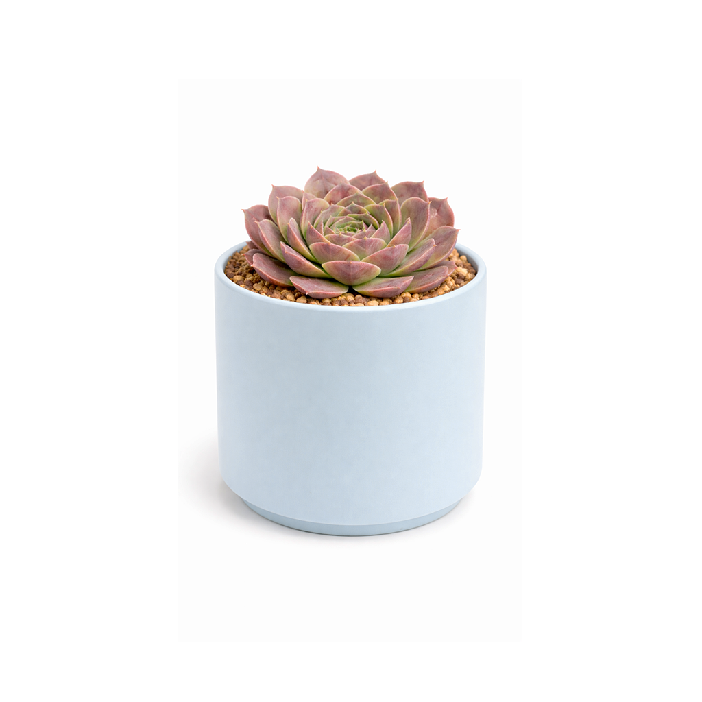 2 inch Sempervivum heuffelii 'Saffarina',  indoor succulents, succulent care guide, buy succulents online