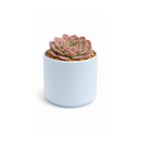 2 inch Sempervivum heuffelii 'Saffarina',  indoor succulents, succulent care guide, buy succulents online