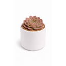 2 inch Sempervivum heuffelii 'Saffarina',  indoor succulents, succulent care guide, buy succulents online