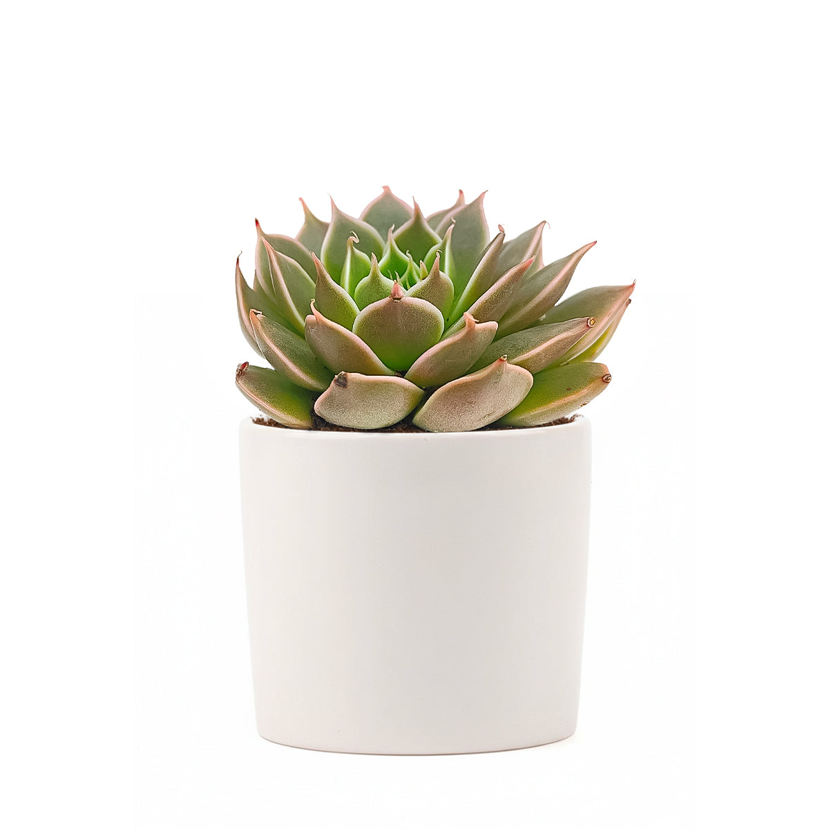 Echeveria Manana