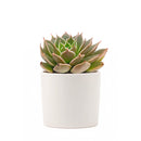 Echeveria Manana