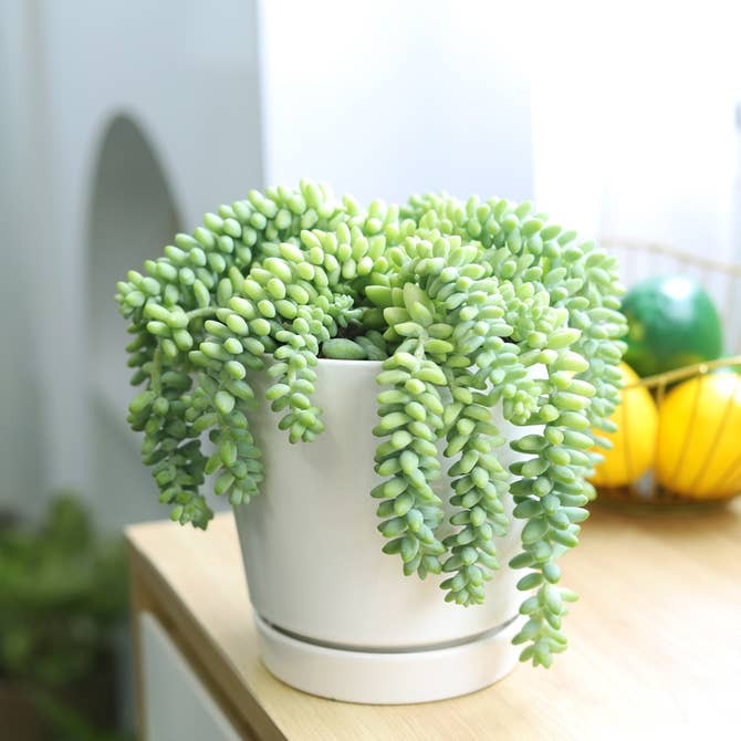 6 inch White Minimalist Pot with Saucer