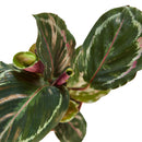 buy Calathea Roseopicta 'Medallion' live houseplant 4" pot online, bold patterned foliage with silver and deep green concentric rings, striking magenta leaf undersides, humidity-loving tropical prayer plant, slow steady growth ideal for tabletops and floor displays, vibrant bohemian statement for any indoor jungle, a treasured gift for home decor lovers