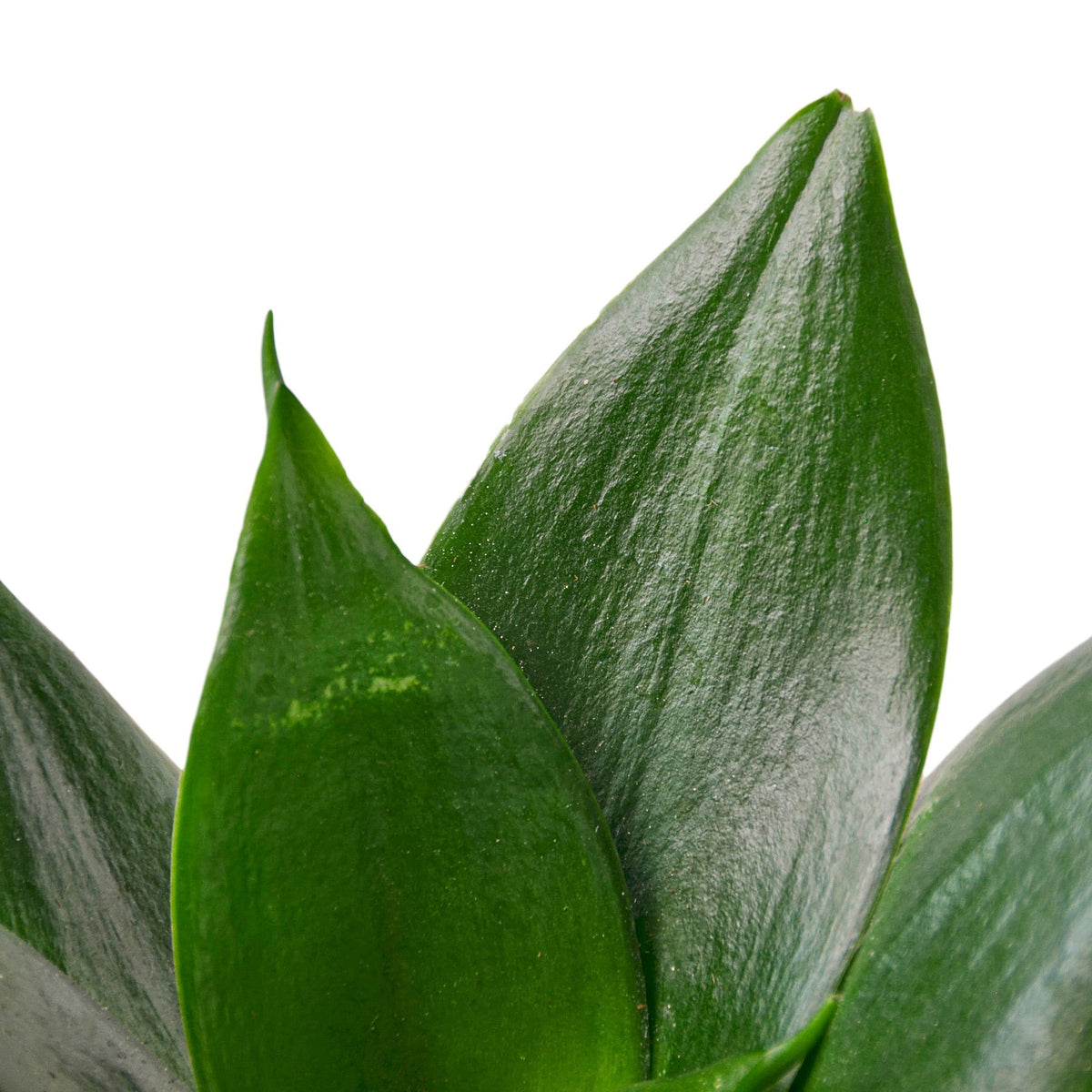 4" pot snake plant jade live houseplant for sale, deep emerald green stiff sword leaves, smooth waxy drought-resistant leaf texture, upright narrow clumping growth habit, easy care beginner-friendly air purifier, striking modern decor accent for any room, ideal plant gift for home or office
