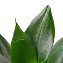 4" pot snake plant jade live houseplant for sale, deep emerald green stiff sword leaves, smooth waxy drought-resistant leaf texture, upright narrow clumping growth habit, easy care beginner-friendly air purifier, striking modern decor accent for any room, ideal plant gift for home or office