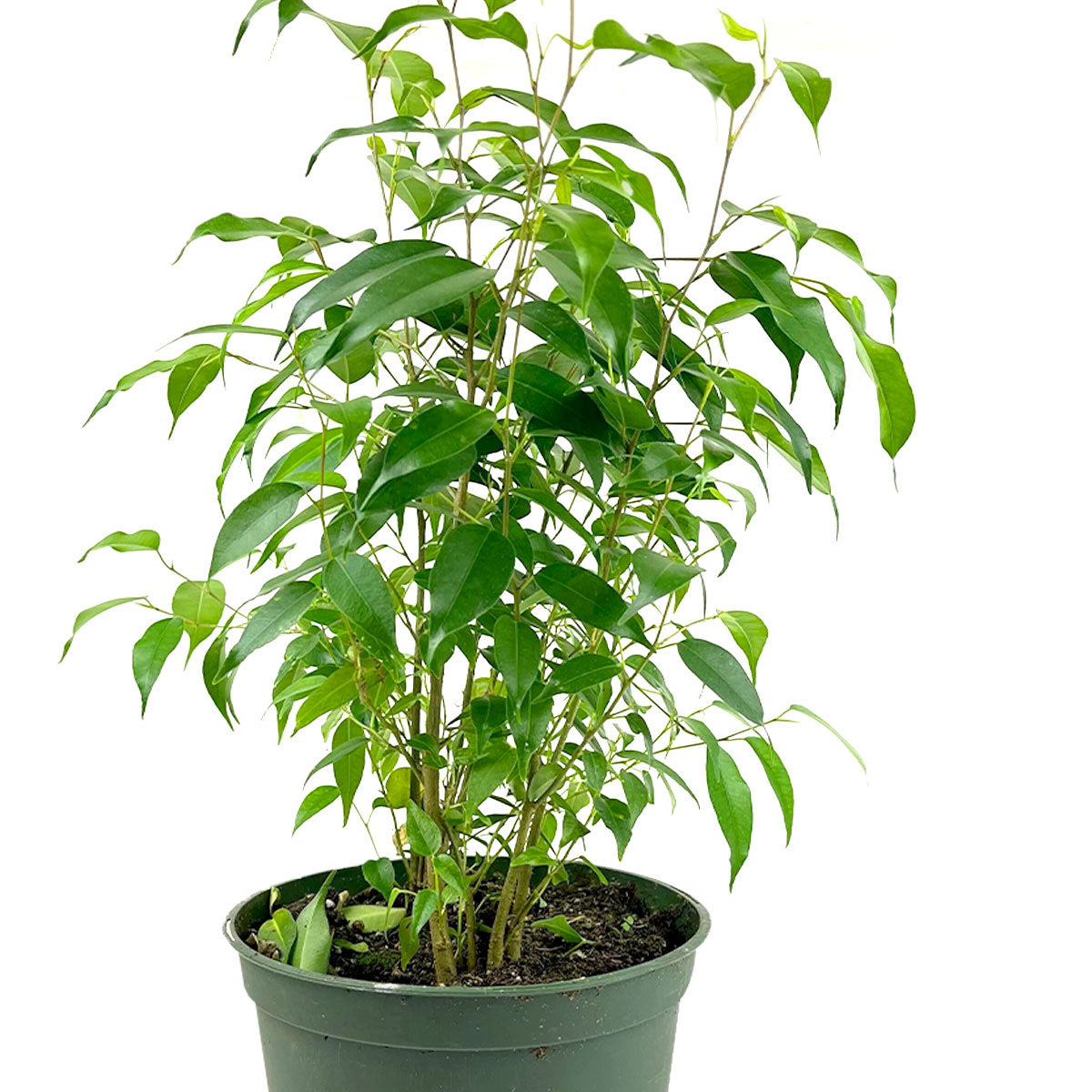 Buy Ficus Benjamina Online 6 inch Weeping Fig Tree, Buy Air Purifying Indoor Plants, Easy to Grow Indoor Plants, Houseplant Gift Decor Ideas