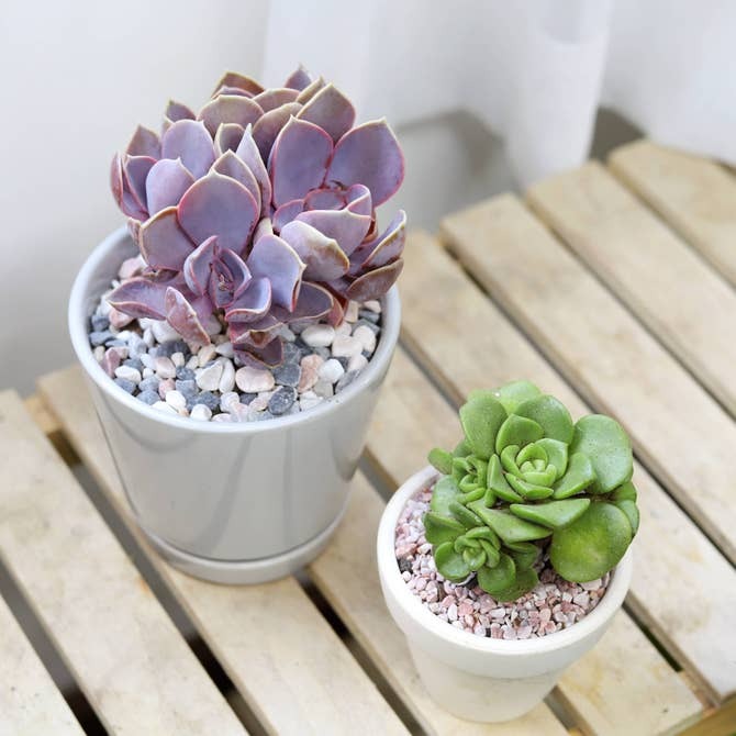 Decorative succulent houseplant pot for home office, Succulent plant pot with drainage hole