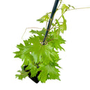 fruit trees for sale near me, mature fruit trees for sale, mature fruit trees for sale california