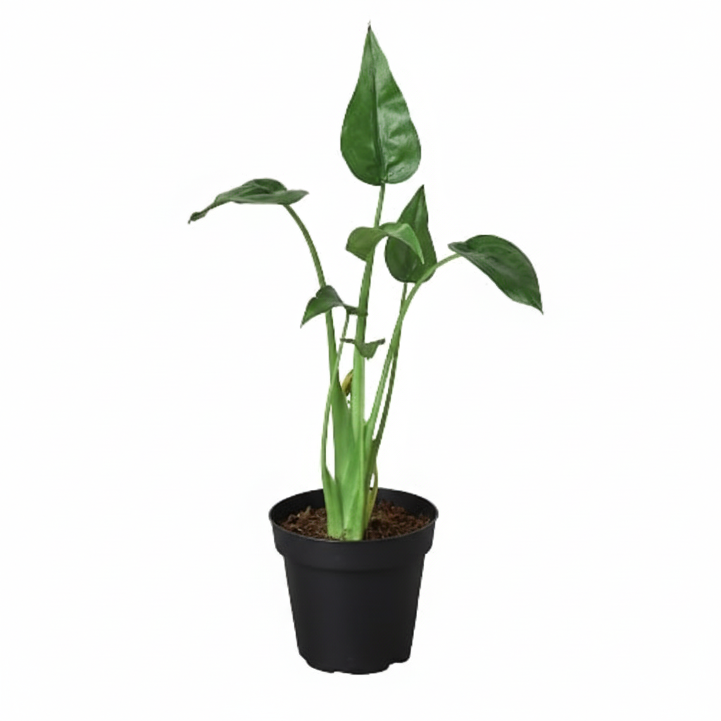 4 inch Alocasia Tiny Dancer, Alocasia Tiny Dancer for sale, indoor live plants, plant shops in ca