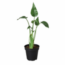 4 inch Alocasia Tiny Dancer, Alocasia Tiny Dancer for sale, indoor live plants, plant shops in ca