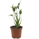 4 inch Alocasia Tiny Dancer, Alocasia Tiny Dancer for sale, indoor live plants, plant shops in ca