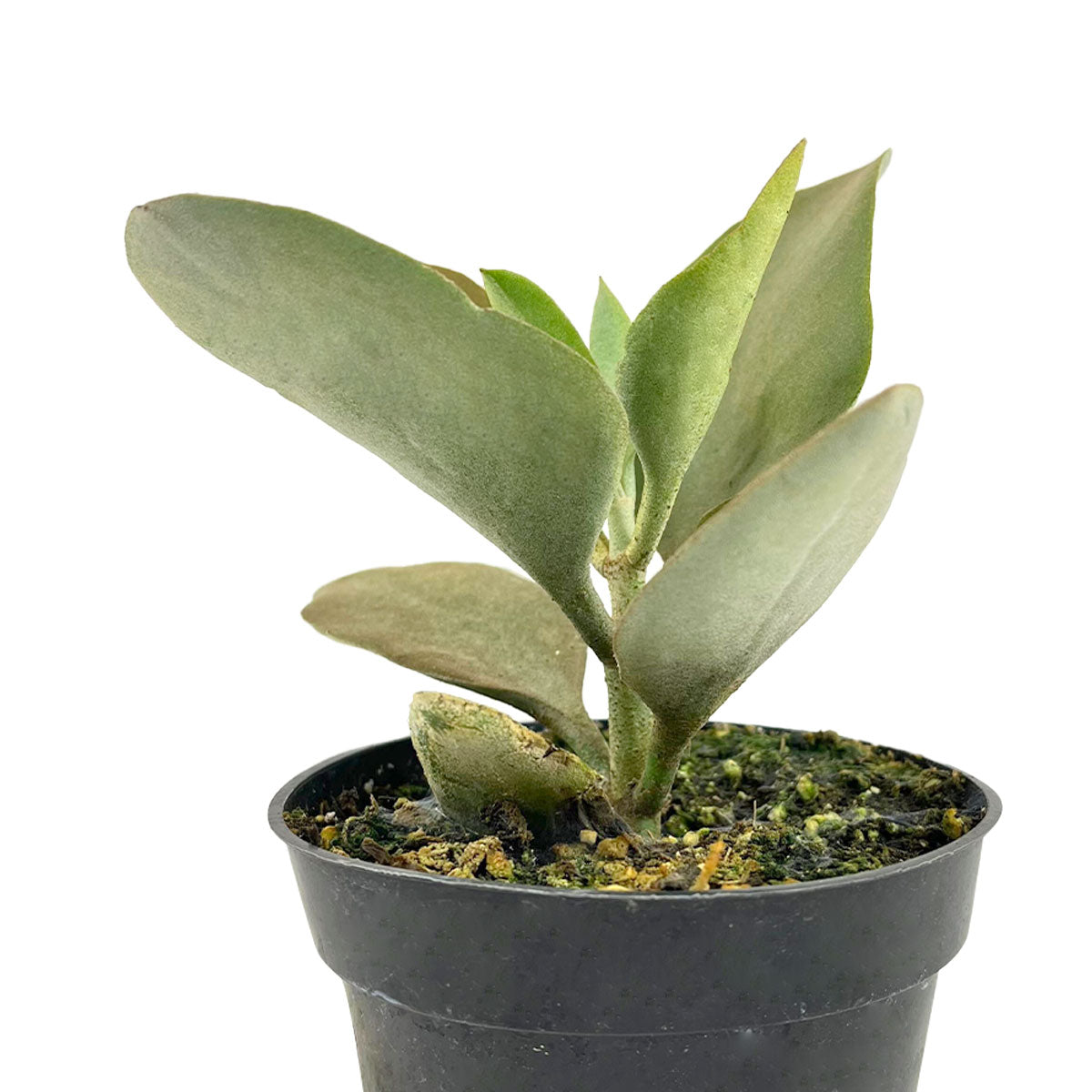 Buy unique &amp; colorful Kalanchoe Succulent, 4 inch Kalanchoe orgyalis Copper Spoons Succulent Plant for sale, Unique Succulents to Grow