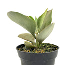 Buy unique &amp; colorful Kalanchoe Succulent, 4 inch Kalanchoe orgyalis Copper Spoons Succulent Plant for sale, Unique Succulents to Grow