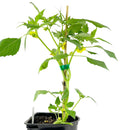 Tomatillo Verde plant container size, Tomatillo Verde plant online 1 gallon