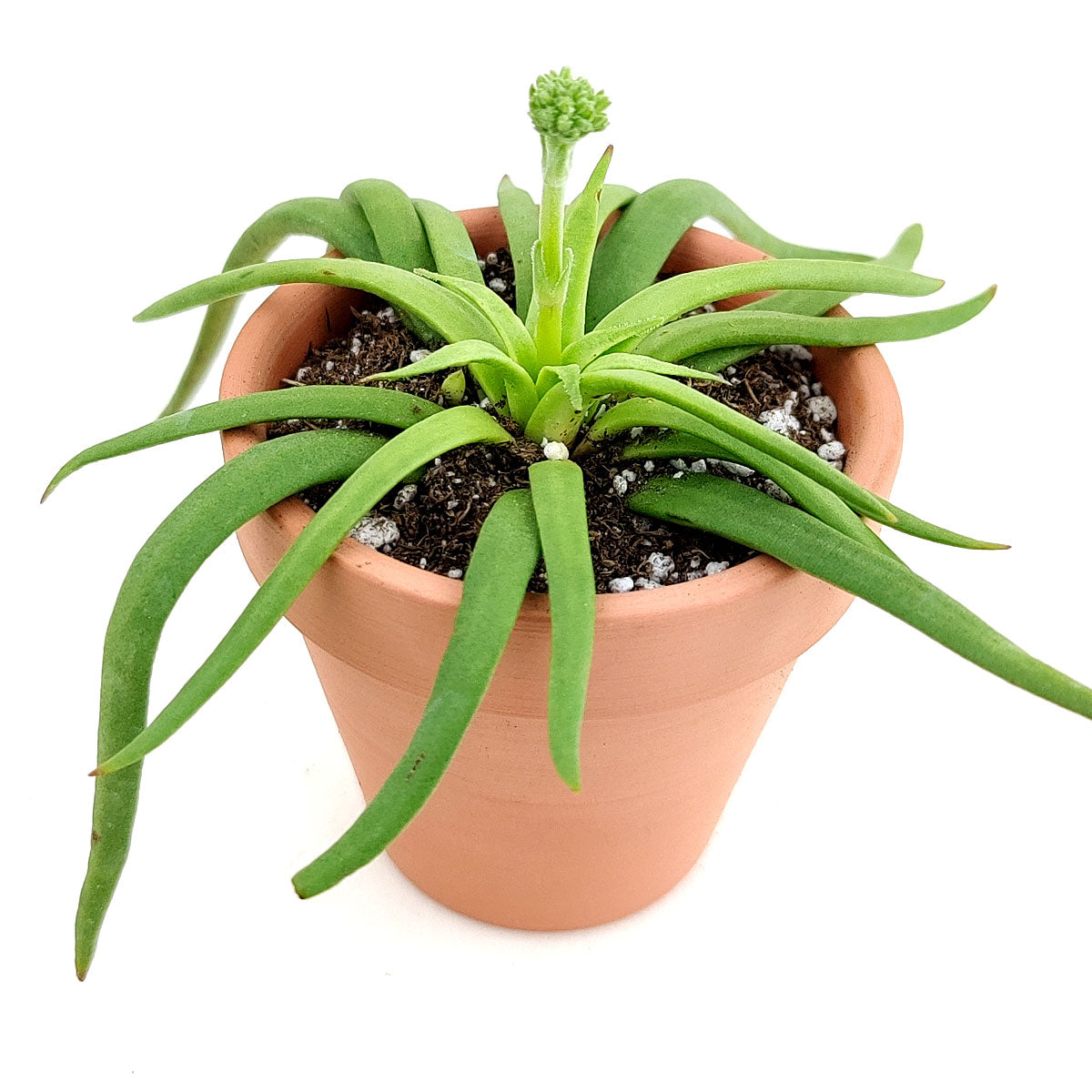 friday the 13th succulent Crassula Devil’s Horns