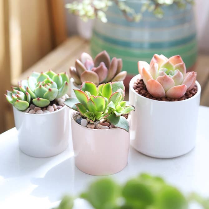 Modern cylinder succulent pots for sale, Decorative small plant pot for home office, Succulent gift ideas, Best place to buy succulent plant pots