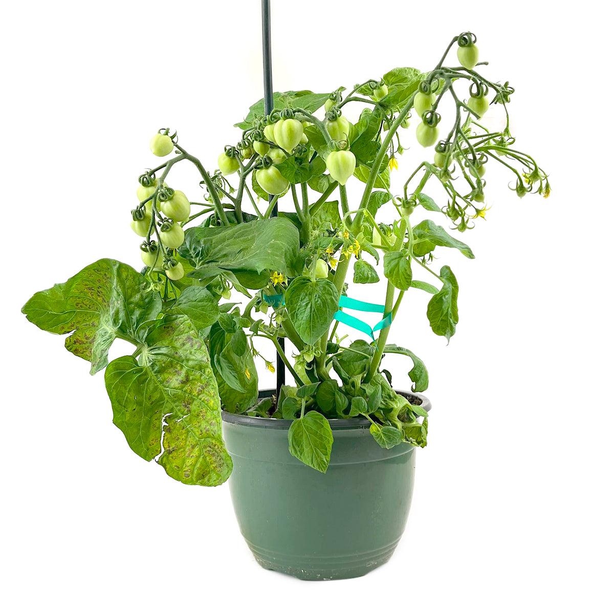 Tomato Heartbreakers Dora, 8 inch Tomato Heartbreakers Dora, 8 inch vegetable plants