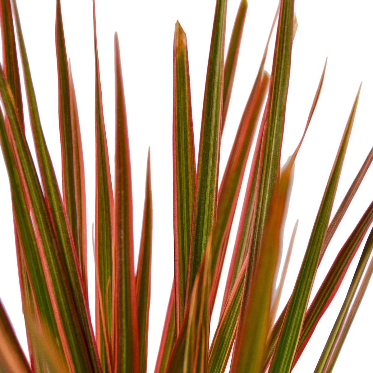 buy Dracaena 'Colorama' live houseplant 4 inch pot online, striking white and green variegated leaves, formaldehyde filtering air purifying plant, architectural statement piece, thrives in moderate indoor light, ideal for styling shelves and desks