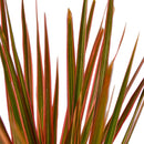 4" pot dracaena 'colorama' live houseplant for sale, deep green leaves with vivid reddish-pink edges, slender upright stem, striking variegated tropical foliage, drought-tolerant easy-care indoor plant, bold floor plant for modern interiors, thoughtful gift for home decorators