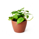 Philodendron Cordatum, philodendron cordatum care, cordatum philodendron, caring for an philodendron cordatum