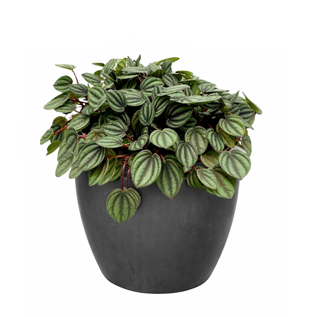Peperomia Piccolo Banda, Peperomia Piccolo Albovittata, small houseplant for working desk and office, low light houseplant