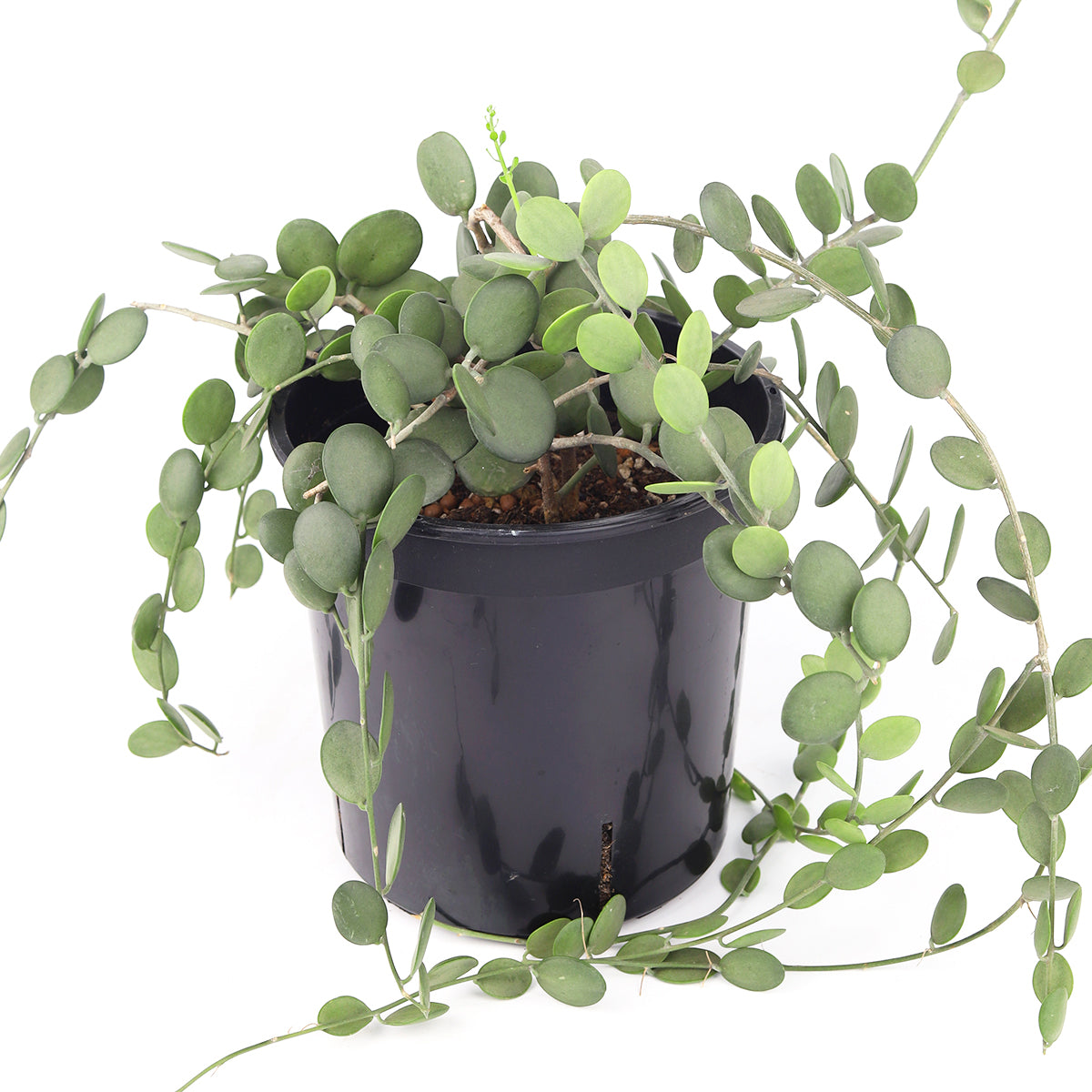 silver dollar jade plant Xerosicyos danguyi 'Silver Dollar Vine' - Rare Succulent - Indoor Plant