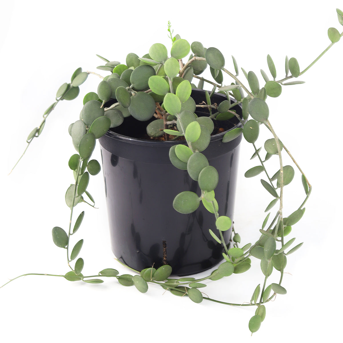 Xerosicyos danguyi, Silver Dollar Vine, Rare Succulent Plant, Trailing Succulent, Penny Plant, Care Guides for growing Silver Dollar Plant, buy Succulent in Hanging Basket