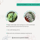 sedum donkey's tail, sedum burrito, succulents garden, how to grow succulents, monthly succulents, cactus, Succulents, succulent care guide, succulents store in CA, indoor succulents, sedum donkey's tail in California, How to grow sedum donkey's tail, Indoor Succulents