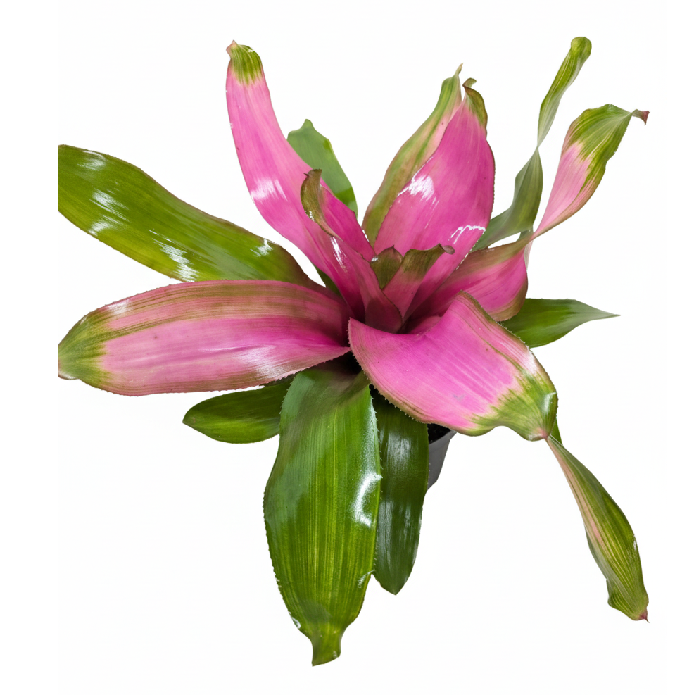 are bromeliads succulents Bromeliad Donna