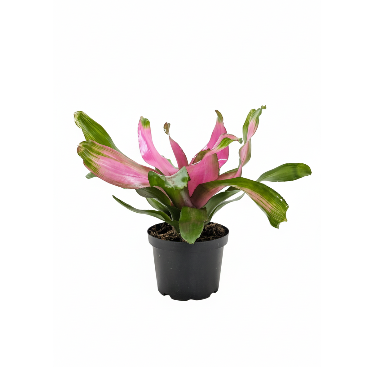 6 inch Bromeliad 'Donna', tropical houseplant, colorful houseplants, unique indoor plants for sale