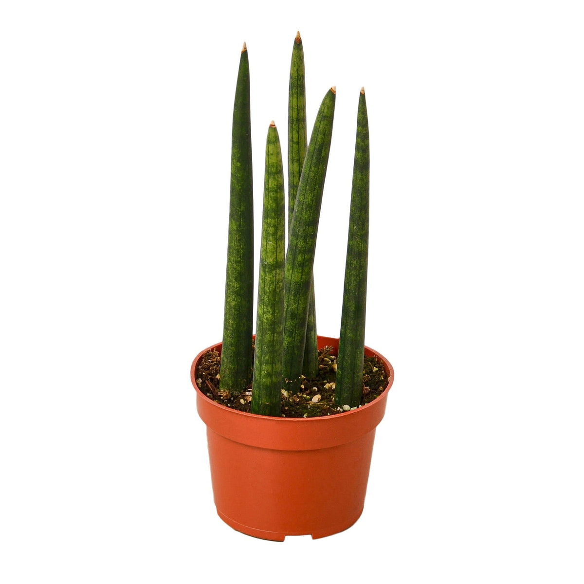 buy snake plant cylindrica - 4" pot - nursery pot only live houseplant default title online, dark green cylindrical spear-shaped leaves, smooth tubular texture, upright architectural growth form, cross-banded striped pattern, drought tolerant succulent, striking modern floor accent, a thoughtful and long-lasting gift for plant lovers of all levels