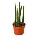 default title snake plant cylindrica - 4" pot - nursery pot only live houseplant for sale, stiff vertical cylindrical foliage in deep forest green, tapered pointed leaf tips, compact narrow fan-shaped form, air-purifying low-maintenance trait, bold sculptural statement for contemporary home or office decor, an ideal beginner-friendly gift that thrives on neglect