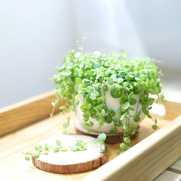 hanging indoor plants online Peperomia String Of Turtles for Sale, Buy Hanging Succulent Plant Online