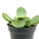 Cotyledon &#39;Papillaris Choco Line&#39; 4 inch in Grower Pot, succulents for sale in CA, Small decorative plants, Types of Cotyledon Succulents