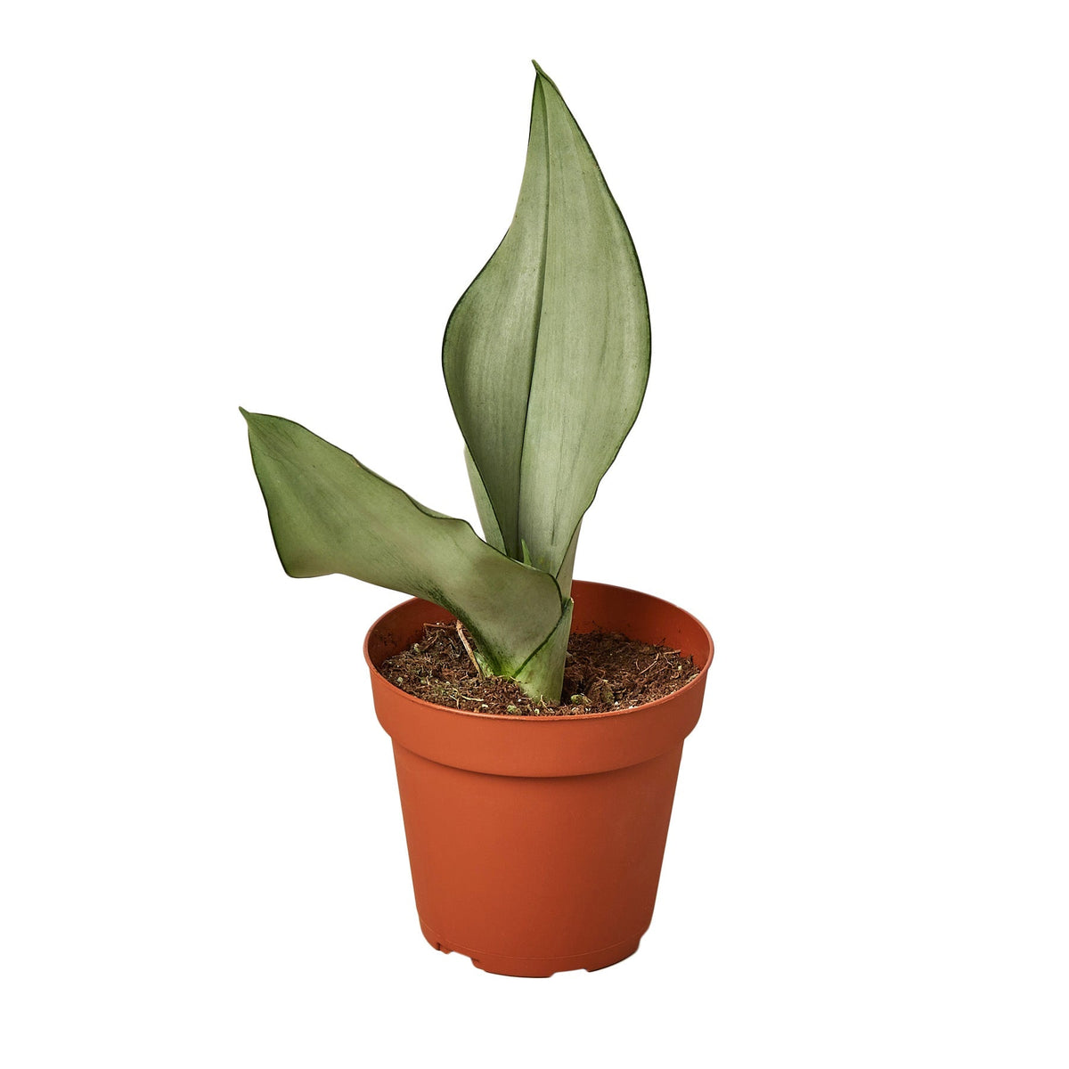 4 inch Moonshine Snake Plant for Sale, Buy Silver Snake Plant online, Low-maintenance Plant for Home Office, Air-purifying Houseplant Gift Ideas