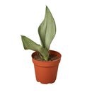 Sansevieria Moonshine Snake Plant 4 inch Grower Pot for Sale, Best Houseplants for Beginners, Unique silver-green foliage Plant for Home Decoration