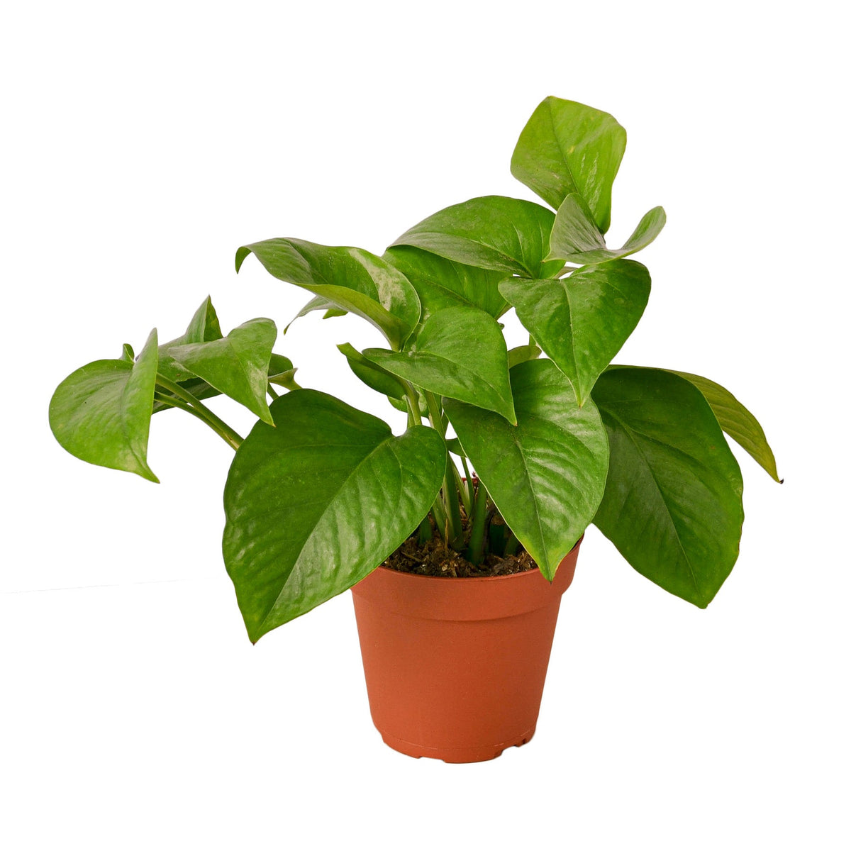 Live Pothos Green Queen indoor trailing houseplant for sale, Pothos Green Queen indoor plant for minimalist home design, Pothos Green Queen hardy houseplant for beginners and collectors