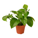 live Pothos Green Queen indoor trailing houseplant for sale, Epipremnum aureum Green Queen plant for shelf and wall decor, Pothos Green Queen classic green vine plant for indoor jungle