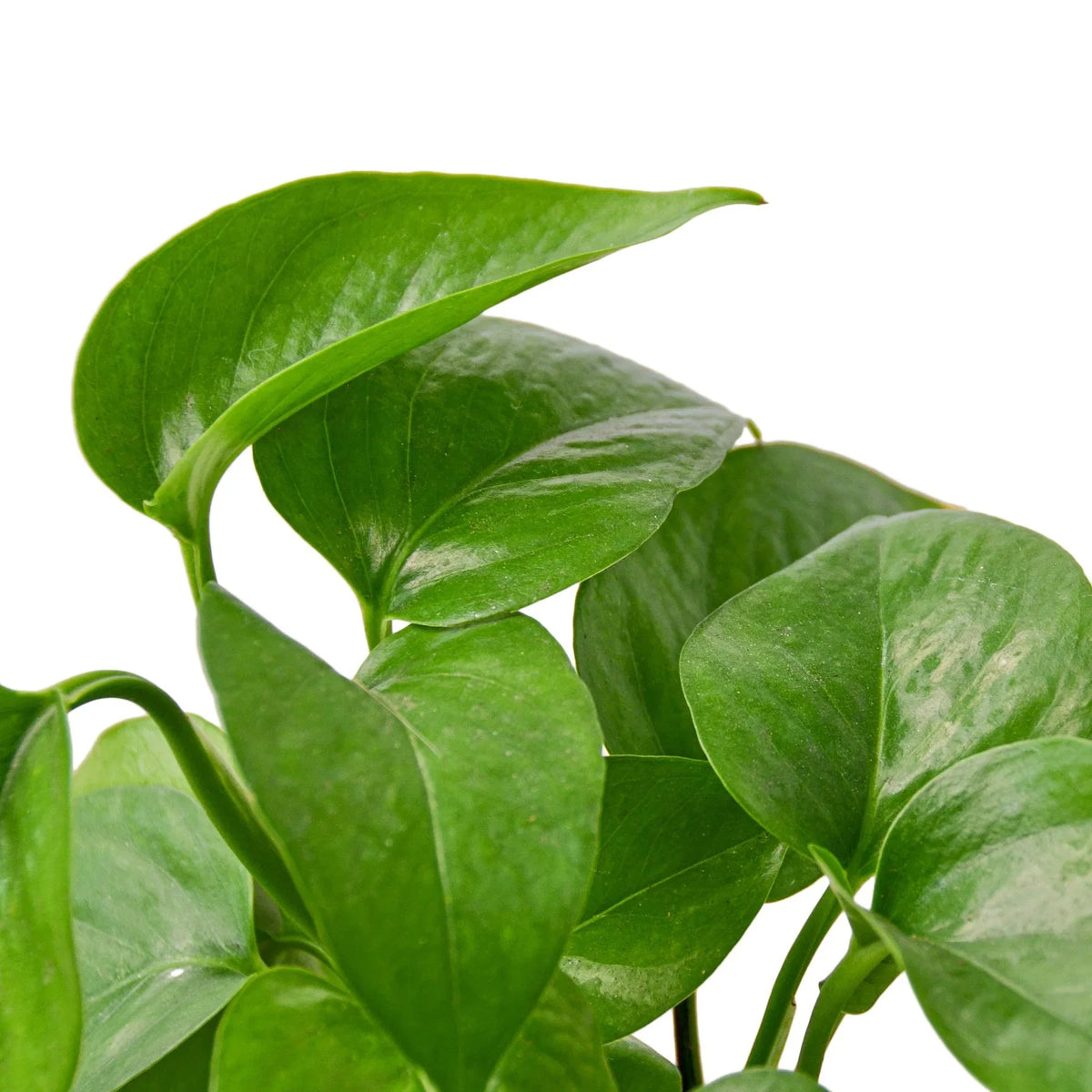 Buy Pothos Green Queen live house plant online, Pothos Green Queen easy indoor plant for low light areas, Pothos Green Queen indoor plant with solid deep green leaves