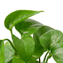 live Pothos Green Queen indoor trailing houseplant for sale, Epipremnum aureum Green Queen plant for shelf and wall decor, Pothos Green Queen classic green vine plant for indoor jungle